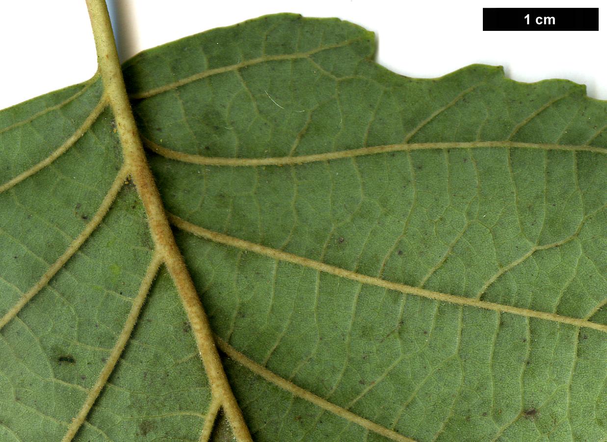 High resolution image: Family: Betulaceae - Genus: Alnus - Taxon: hirsuta - SpeciesSub: subsp. sibirica High resolution image: Family: Betulaceae - Genus: Alnus - Taxon: hirsuta - SpeciesSub: subsp. sibirica